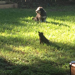 Meet your Posher, Daisy